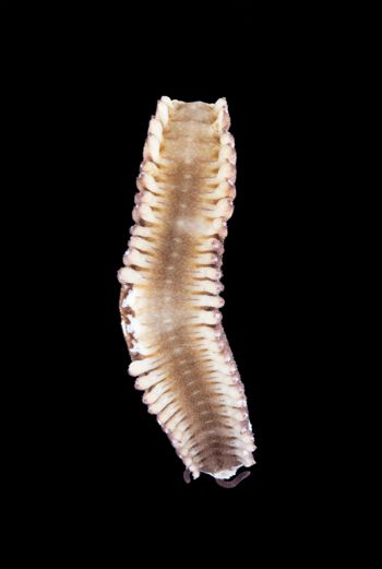 Media type: image;   Invertebrate Zoology 32029 Description: Digital photograph of preserved specimen.;  Aspect: ventral